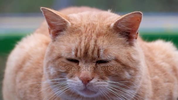 Şişman Zencefil Kedi Bir Bankta Oturur Etrafına Bakıyor — Stok video