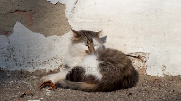 Fat Cat Basking Στον Ήλιο Αλλά Ξαφνικά Κοριτσάκι Τον Φοβούνται — Αρχείο Βίντεο