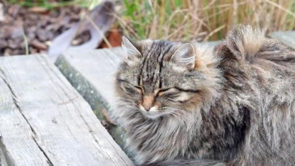 強い風の下で木製の橋の上に座って美しいふわふわ猫 — ストック動画