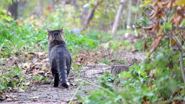 Beau chat tabby se tient sur un chemin et puis est parti 