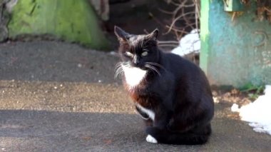 Beyaz yakalı siyah kedi asfalt üzerinde oturur onun pençe kaldırdı ve etrafına baktı