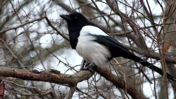 Jovem Eurasian Magpie Senta Ramo Vento Sopra Suas Penas Pica — Vídeo de Stock