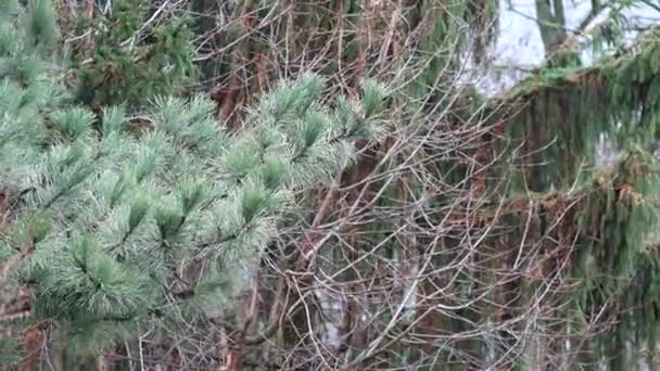 Les branches de pin se sont légèrement balancées du vent 