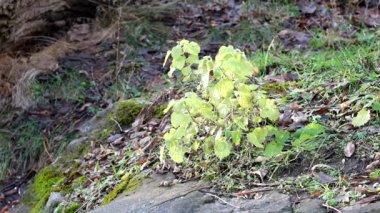 Sağır ısırgan Bush biraz rüzgar (Lamium album sallandı)