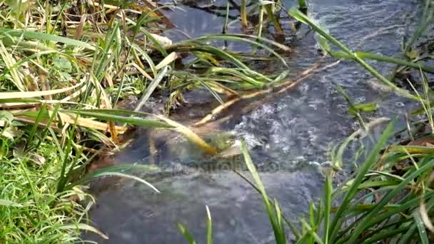 小河川における水石が流れるし 草の葉にしがみつく — ストック動画