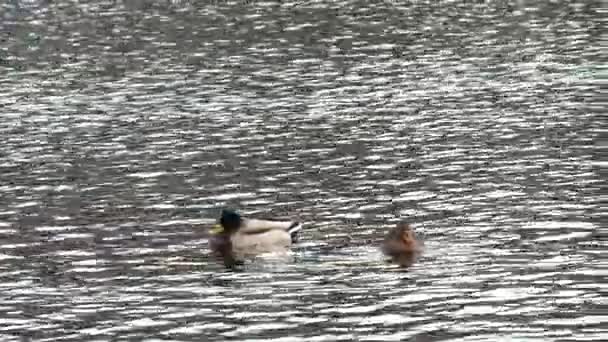野鸭带领他的女性散步 阿纳斯野鸭 — 图库视频影像
