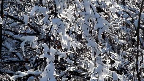 太陽光線は 雪でカバーされる枝を介して自分の道を作る — ストック動画