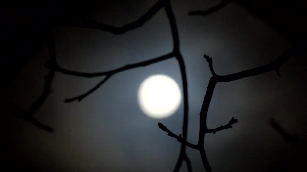 坚果的光秃的分支在焦月亮的夜背景 — 图库视频影像