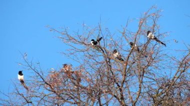 Bir ağaç ve sonra bir uçar (pika pika üst kısmında Magpies oturmak)