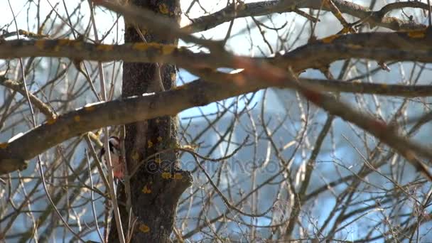 Burung Pelatuk Berbintik Tengah Musim Dingin Mencari Larva Batang Pohon — Stok Video