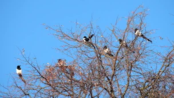 Magpies Sentar Topo Uma Árvore Seguida Uma Mosca Distância Pica — Vídeo de Stock