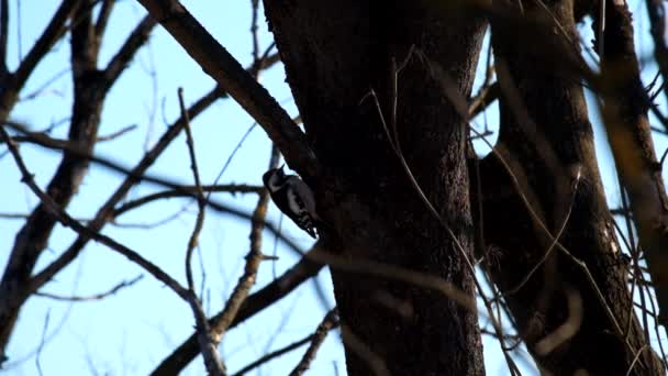 Midden Bonte Specht Winter Zoek Naar Larven Kofferbak Van Een — Stockvideo