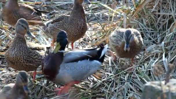 Wild ducks are fighting for a crumb of bread (Anas platyrhynchos) — Stock Video