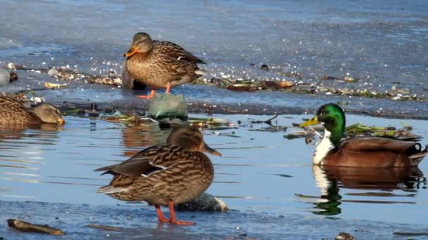 Patos-reais invernando perto de águas abertas (Anas platyrhynchos ) — Vídeo de Stock