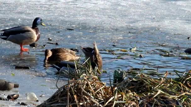 Πάπιες Mallard που ξεχειμωνιάζουν κοντά στο ανοιχτό νερό (Anas platyrhynchos) — Αρχείο Βίντεο