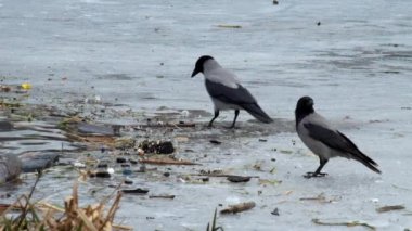 Kukuletalı karga ortasında donmuş nehir (Corvus cornix buz üzerinde çöp yiyecek aramak)