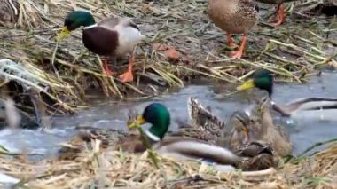 Yaban ördekleri yeşilbaş yaygara dar Creek (Anas platyrhynchos)