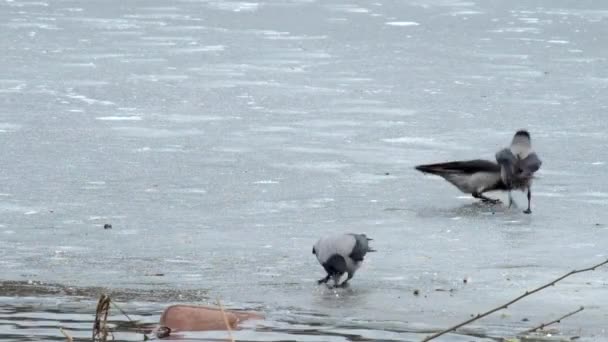 Dolmányos varjú (Corvus cornix jégen zsemlemorzsa a peck) — Stock videók