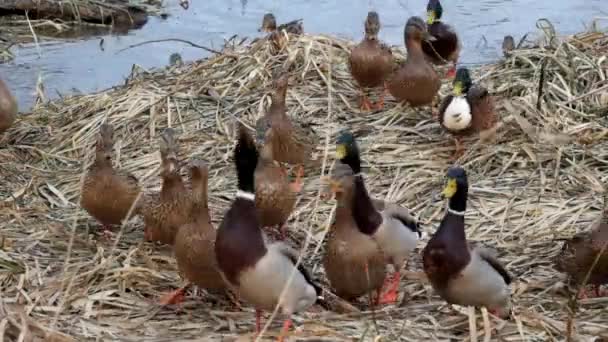 Los patos salvajes están luchando por una miga de pan (Anas platyrhynchos ) — Vídeo de stock