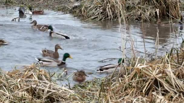 Les canards sauvages se battent pour une miette de pain (Anas platyrhynchos ) — Video