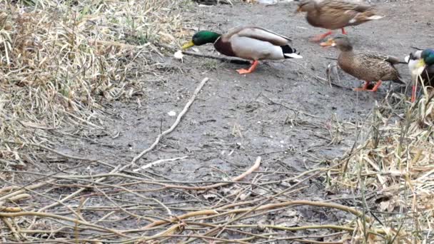 Patos Selvagens Mallard Comer Pão Caseiro Anas Platyrhynchos — Vídeo de Stock