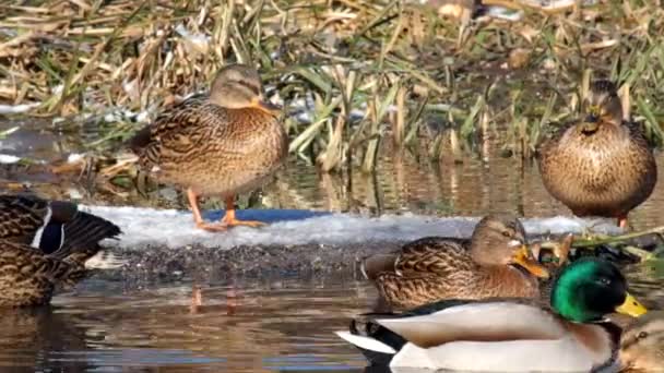 Patos Salvajes Mallard Disfrutar Los Rayos Del Sol Invierno Anas — Vídeo de stock