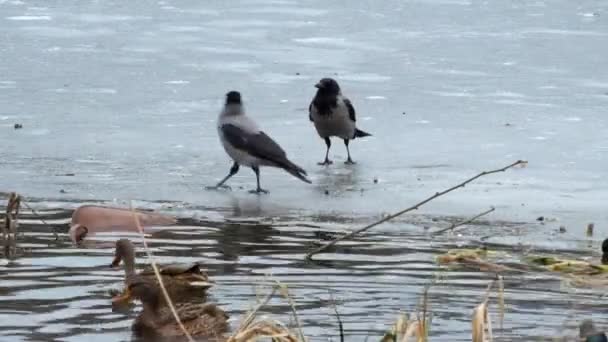 Corneille à capuchon sautant sur la glace d'une rivière gelée et voulant voler quelque chose aux canards (Corvus cornix )