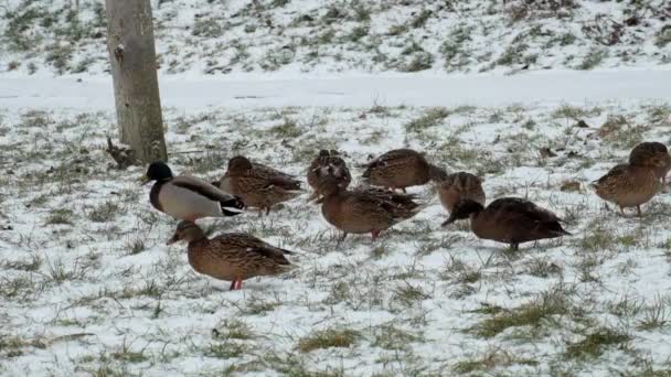 Sneeuwt Wilde Eenden Tweaken Van Het Gras Anas Platyrhynchos — Stockvideo