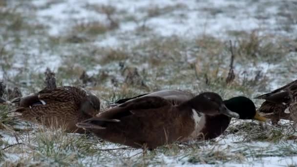 Schnee Und Wildenten Zwicken Das Gras Anas Platyrhynchos — Stockvideo