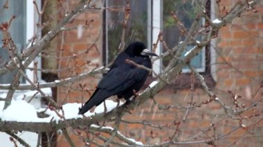 Kale bir dalda bir kar yağışı sırasında oturur ve (Corvus frugilegus görünüyor)