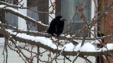 Kale bir dalda bir kar yağışı sırasında oturur ve beklenmedik bir şekilde başka bir kale (Corvus frugilegus geldi)