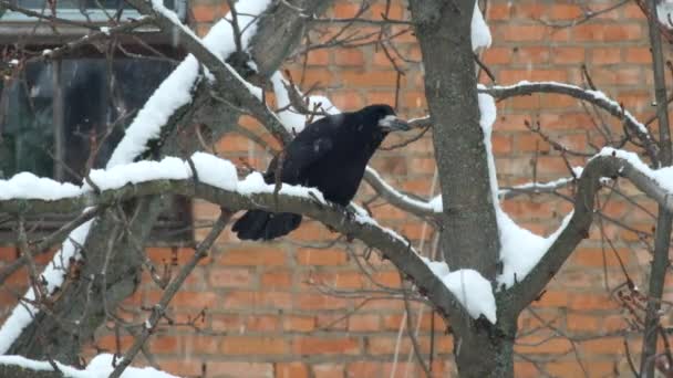 Toren Zit Een Tak Tijdens Een Sneeuwval Verontwaardigd Corvus Frugilegus — Stockvideo