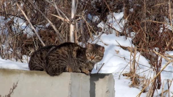 猫は冬の冷たいコンクリート ブロックの上に座って太陽の下で日光浴します — ストック動画