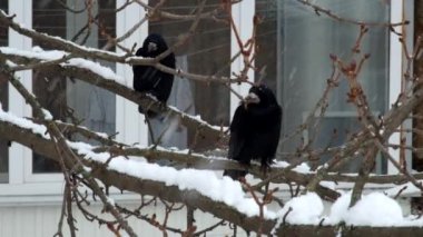 İki kale bir ağaç dalı üzerinde bir kar yağışı ve izle (Corvus frugilegus sırasında oturup)