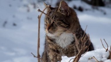 Tekir kedi karda oturur ve çok endişeli
