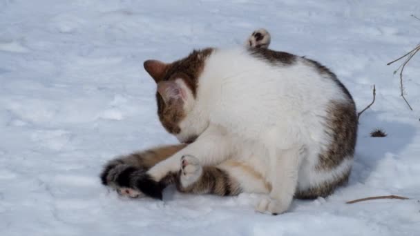 Venerable Spotted Cat Sits Snow Cleans Hind Legs — Stock Video