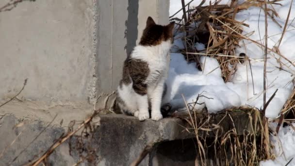 Gato Joven Captura Olores Aire — Vídeo de stock