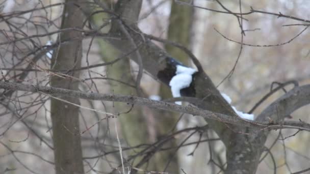 Ловкие сиськи прыгают зимой на голых ветвях дерева (Parus major ) — стоковое видео