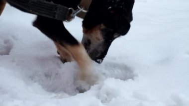 Karda bir şey kazma Jagdterrier. Alman avcılık Terrier kazılar kar olduğunu