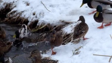 Yaban ördekleri havuzumda yaygara karlı kış (Anas platyrhynchos nehir kıyısında)