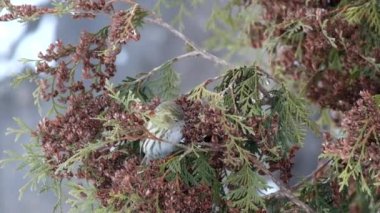 Yetişkin kadın Avrupa iskete (Carduelis spinus kışın Mazı (bitki) tohumları yiyor)