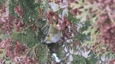 Yetişkin erkek Avrupa iskete (Carduelis spinus kışın Mazı (bitki) tohumları yiyor)