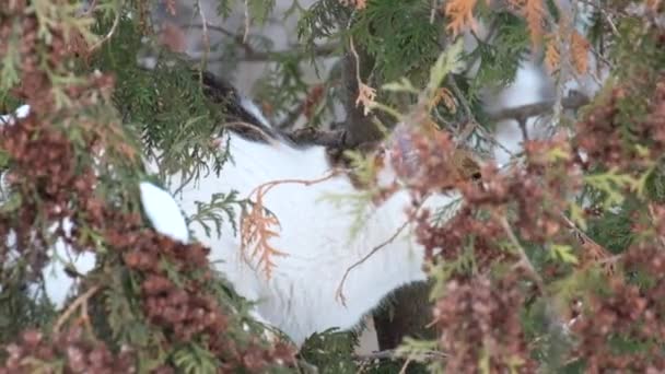 Γάτα Στους Κλάδους Της Μια Thuja Κυνηγά Ένα Πουλί — Αρχείο Βίντεο