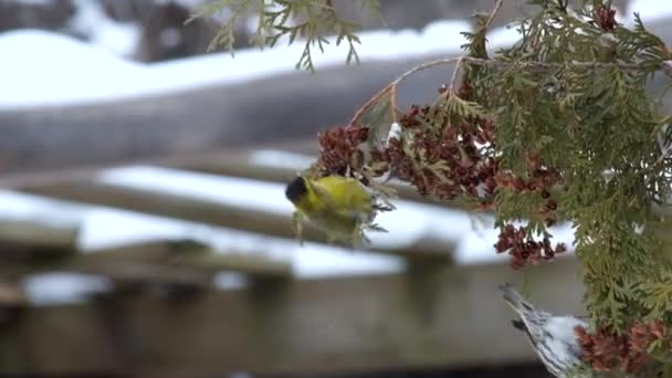 Europeiska Siskor Äter Frön Thuja Vintern Carduelis Spinus — Stockvideo