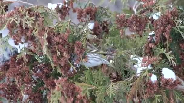 Ενήλικο Θηλυκό Ευρωπαϊκό Siskin Τρώει Σπόρους Thuja Χειμώνα Carduelis Spinus — Αρχείο Βίντεο