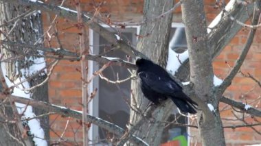 Kale bir dalda oturur ve yukarı doğru kafasını (Corvus frugilegus görünüyor)