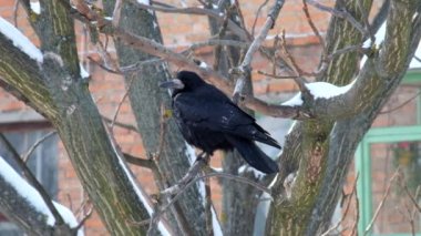 Kale yapraksız dalda meditasyon ve (Corvus frugilegus arıyorsunuz)