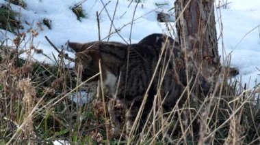 Tekir kedi yeşil çim yeme