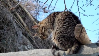 Tekir kedi bir ahırın çatısına oturur ve yakından aşağıda bir şeye benziyor