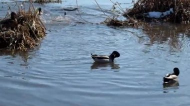 Yaban ördekleri yeşilbaş kitle dalış su (Anas platyrhynchos altında)